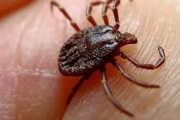 ابتلای قطعی دو نفر به تب کریمه کنگو در اردبیل | مقامات بهداشتی خواستار رعایت اصول پیشگیری