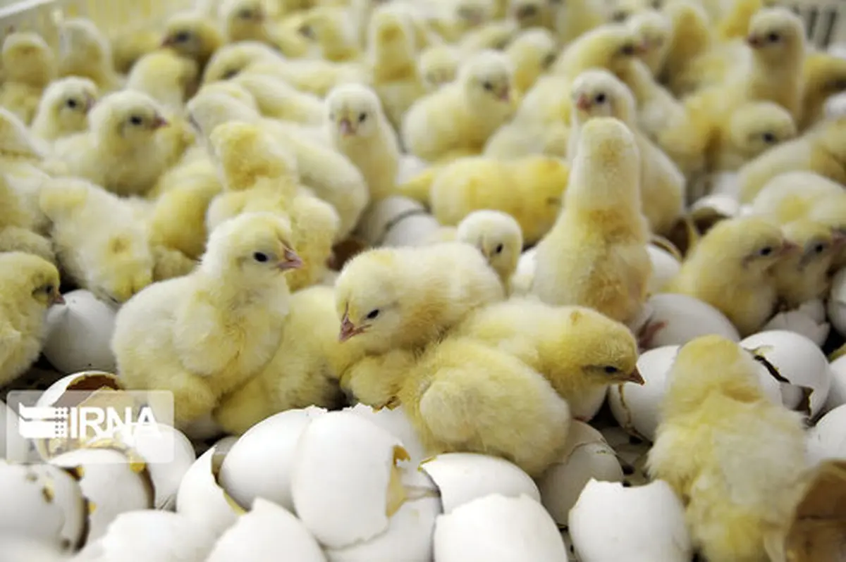 درکشور چرا مصرف مرغ کاهش یافت؟
