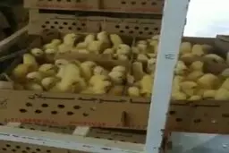 محیط زیست: شدیدترین برخوردها در انتظار جوجه‌کُش‌ها