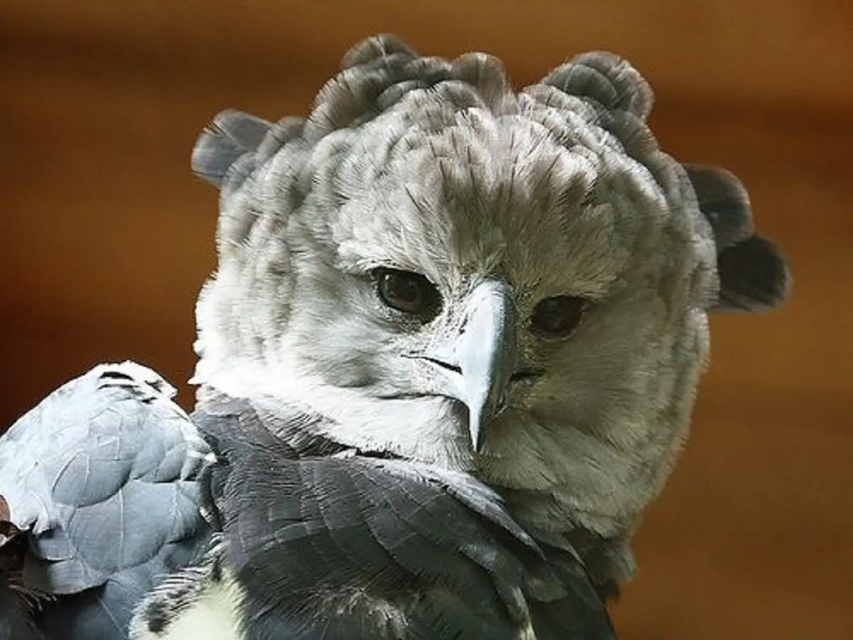 با فرمانروای جنگل های بارانی بیشتر آشنا بشید! | عقاب هارپی خطرناک ترین پرنده دنیا +ویدئو