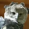 با فرمانروای جنگل های بارانی بیشتر آشنا بشید! | عقاب هارپی خطرناک ترین پرنده دنیا +ویدئو