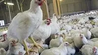 قیمت مرغ ارزان تر از نرخ  مصوب بازار | قیمت مرغ به ۱۵ هزار تومان پایین‌تر از نرخ مصوب رسید