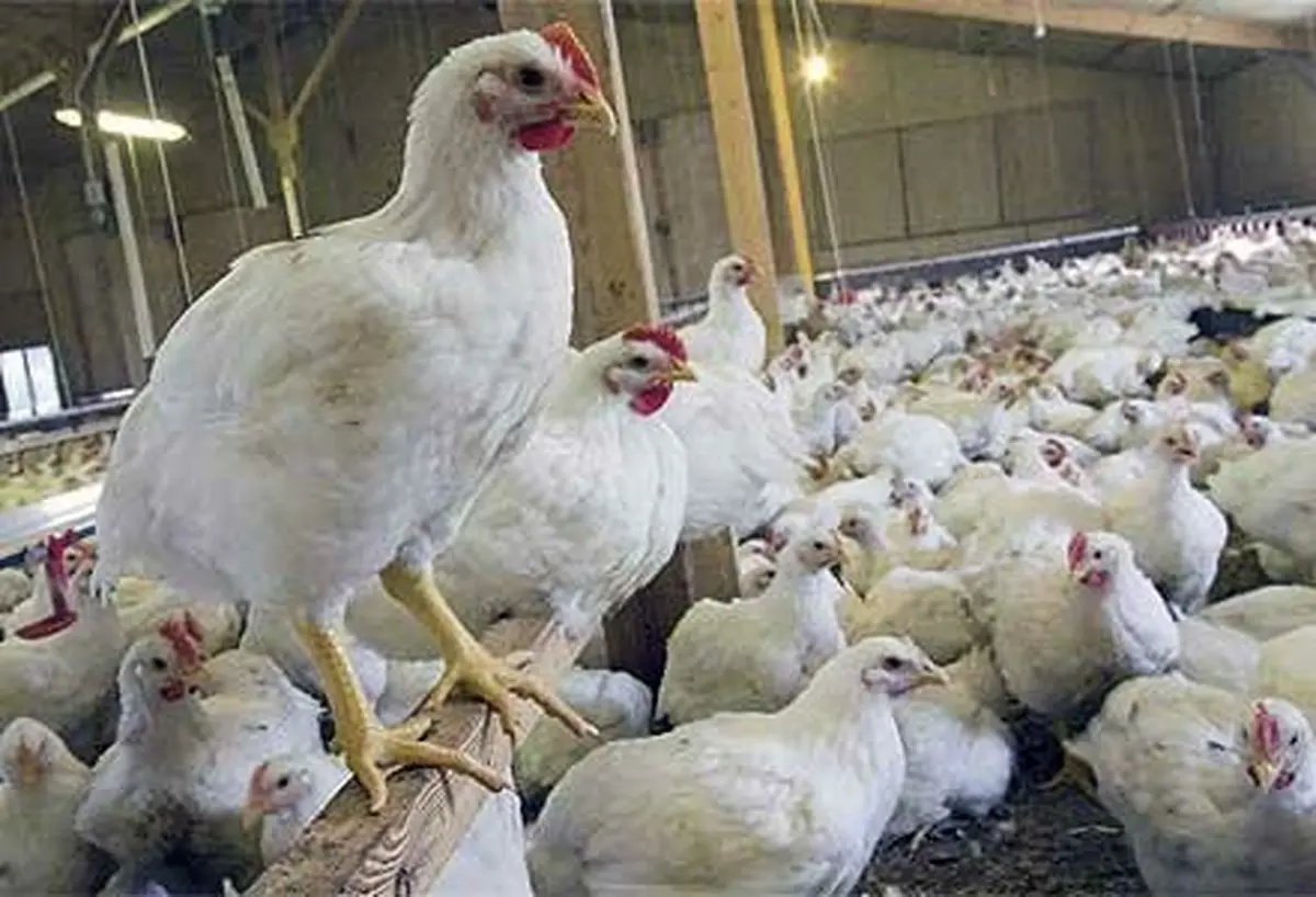 قیمت مرغ ارزان تر از نرخ  مصوب بازار | قیمت مرغ به ۱۵ هزار تومان پایین‌تر از نرخ مصوب رسید