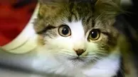 پژوهشگران چینی: گربه‌ها کرونا را به یکدیگر انتقال می‌دهند 