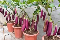 دیگه باغچه و گلدونتو خالی نزار! | نحوه کاشت بادمجان در گلدان +ویدئو