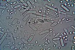 گوشی‌های شما آلوده‌تر از آنچه فکر می‌کنید | شاید وقت آن رسیده که گوشی‌تان را ضدعفونی کنید!+ویدئو