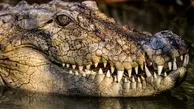 تجاوز سه مرد به یک تمساح برای درمان زودانزالی! | عجیب و شرم‌آور ولی ‌واقعی!+تصویر