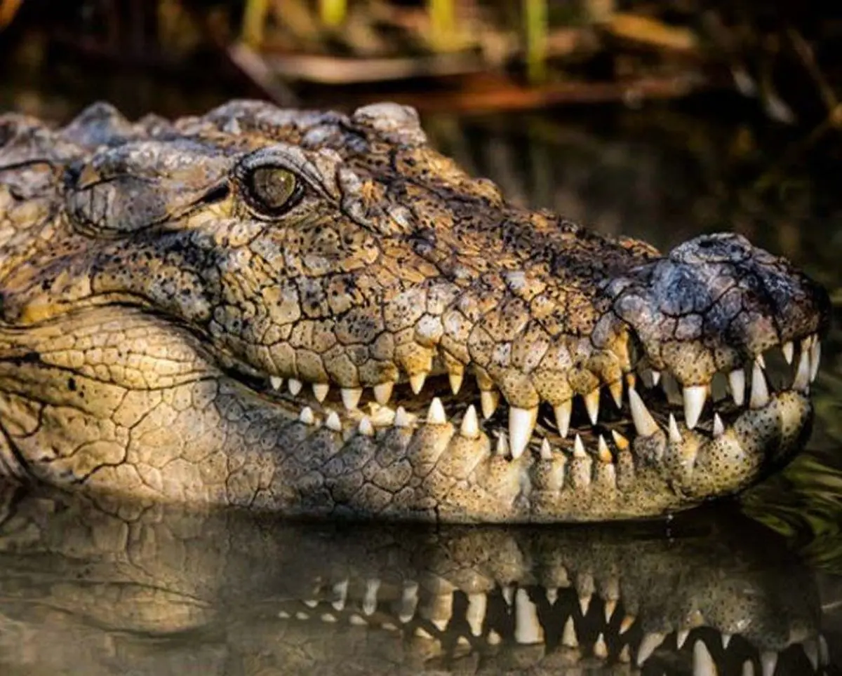 تجاوز سه مرد به یک تمساح برای درمان زودانزالی! | عجیب و شرم‌آور ولی ‌واقعی!+تصویر