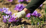 
کاهش ۶۳ درصدی صادرات زعفران
