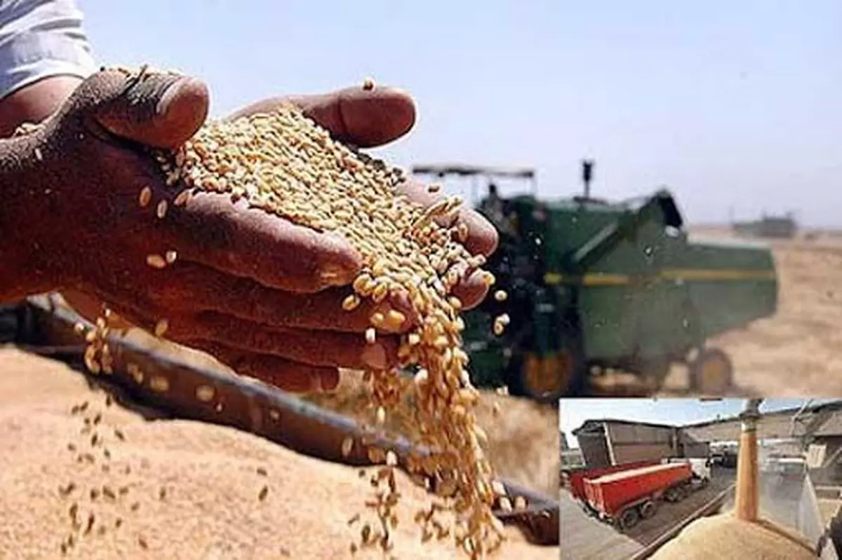 افزایش قیمت گندم در سال ۱۴۰۱ | تأمین نهاده‌های دامی با قیمت مناسب