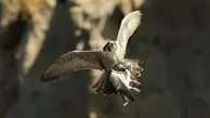 لحظاتی شگفت انگیز از لحظه شکار کبوتر توسط قرقی+ویدئو