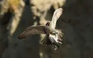 لحظاتی شگفت انگیز از لحظه شکار کبوتر توسط قرقی+ویدئو