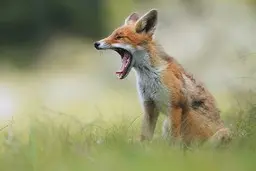 دیده شدن یک روباه در سفارت ایتالیا در روز برفی تهران + عکس