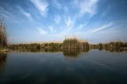  آبزیان نمی‌توانند در تالاب هورالعظیم  زندگی کنند