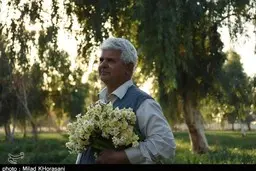 خوزستان| برداشت گل نرگس بهبهان از دریچه لنز دوربین