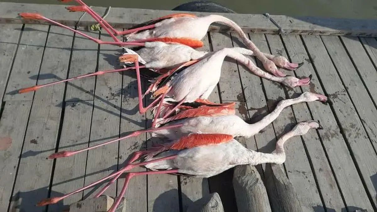 مرگ مشکوک پرندگان در تالاب بین‌المللی میانکاله