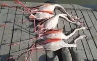 مرگ مشکوک پرندگان در تالاب بین‌المللی میانکاله
