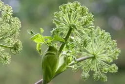 نسخه گیاهی مناسب برای مشکلات روده تحریک‌پذیر+تصویر