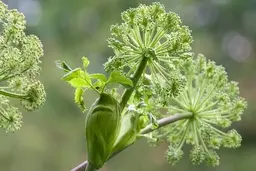 نسخه گیاهی مناسب برای مشکلات روده تحریک‌پذیر+تصویر