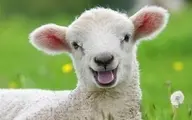 جایزه غیرمنتظره در لیگ نروژ: بره زنده به جای توپ طلا! | خلاقیت نروژی ها در تقدیر از بازیکنان +ویدئو