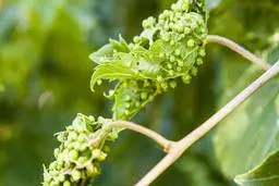 اگه بلد نیستی آفت گیاه رو از بین ببری ببین! | نکات از بین بردن شته گیاه و علت به وجود آمدن آن 