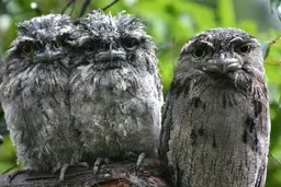 عجیب ترین پرنده‌ای که به عمرتان خواهید دید | قورباغست ولی بال داره! | پرنده دهن قورباغه‌ای هم کشف شد + ویدئو