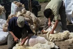مدیرعامل اتحادیه دام سبک: ۳۲۰۰ تن پشم وارد کردیم در حالی که نیازی به آن نداشتیم 