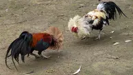 دعوای بامزه دو خروس با داوری طاووس | جنگ خروسی با داوری طاووس تموم شد +ویدئو