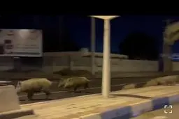 لحظات ترسناک رژه گرازها در هرمزگان+ویدئو 