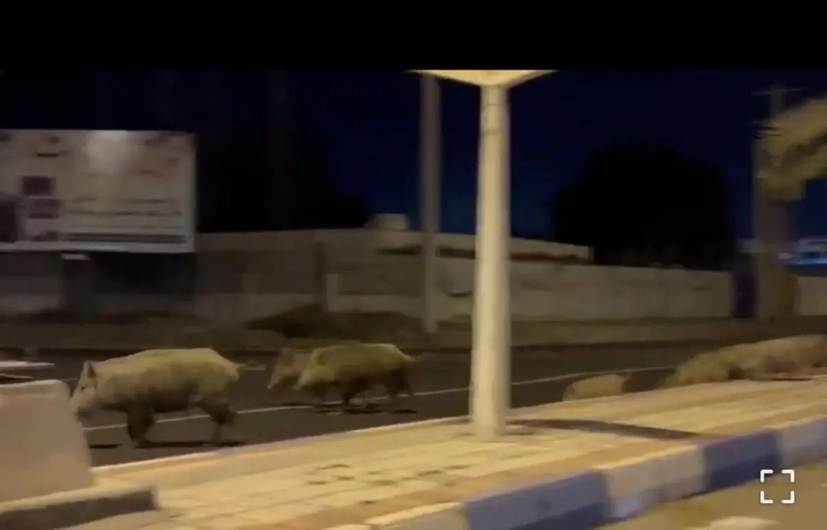 لحظات ترسناک رژه گرازها در هرمزگان+ویدئو 
