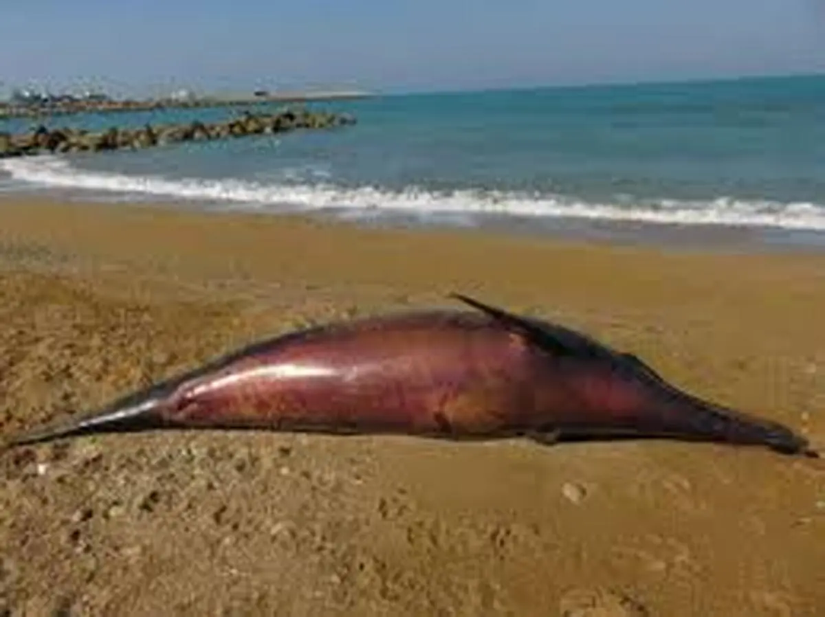 ساحل بوشهر   |  به گل نشستن دلفین یک ونیم متری در ساحل بندر عامری