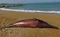 ساحل بوشهر   |  به گل نشستن دلفین یک ونیم متری در ساحل بندر عامری