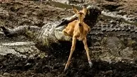 شکار آهو توسط کروکودیل در حاشیه رودخانه+ویدئو
