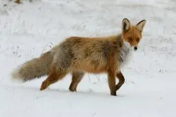 پناه بردن یک روباه به منزل یکی از اهالی شهرستان نیر اردبیل+ویدئو