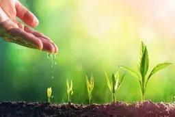 اگر گیاه آپارتمانیت اینطوری شده یعنی تشنه است | علائم تشنگی گیاه و روش درمان آن + ویدئو