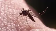 
حشرات ویروس کرونارا منتقل نمیکنند