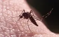 
حشرات ویروس کرونارا منتقل نمیکنند