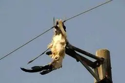 یک پرنده برق پاوه را قطع کرد!