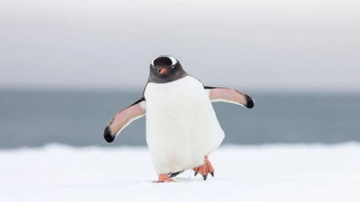 پیاده روی پنگوئن‌ ها در قطب!+ویدئو