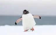 پیاده روی پنگوئن‌ ها در قطب!+ویدئو