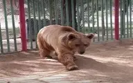 خرس فراری به باغ وحش برگردانده شد