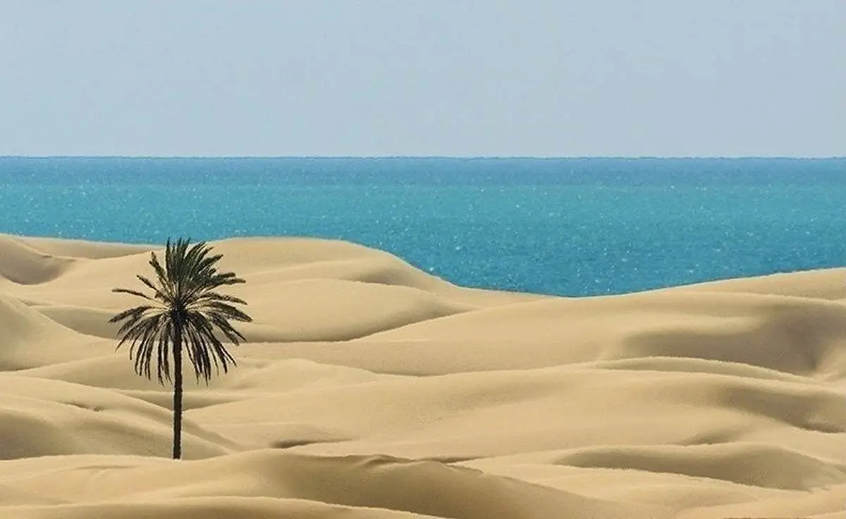  تَک درخت ساحل زیبای درکِ بلوچستان توسط شخصی ناشناس قطع شد!+تصویر 