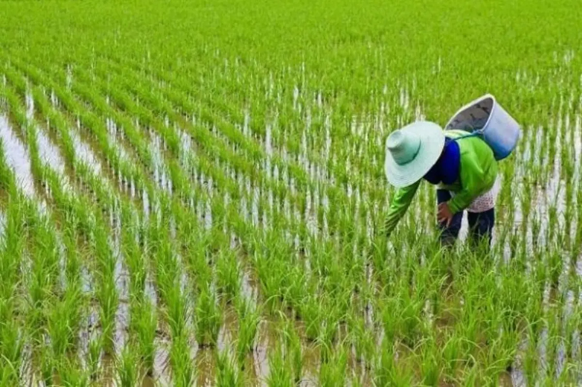 
ممنوعیت کشت برنج  لغو شد
