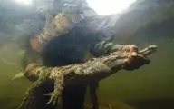 بازگشت خطرناک ترین نوع تمساح به حیات وحش! + عکس