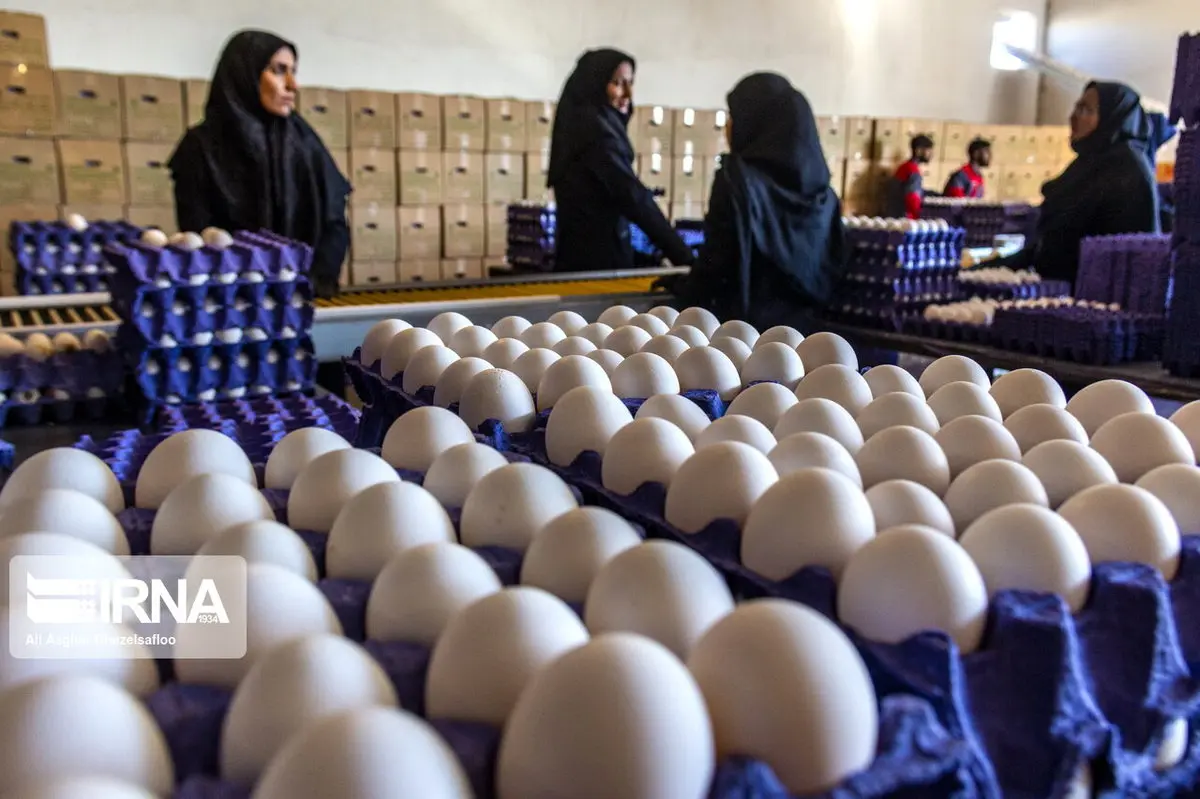 آغاز توزیع تخم مرغ با نرخ مصوب در کشور 