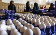آغاز توزیع تخم مرغ با نرخ مصوب در کشور 