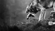 حمله ترسناک گرگهای گرسنه به خیابانهای ارومیه!+ویدئو