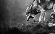 حمله ترسناک گرگهای گرسنه به خیابانهای ارومیه!+ویدئو