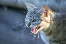 واکنش عجیب گربه ها به وقوع زلزله در تایوان را ببینید! | قدرتمندترین زلزله تایوان مردم آن را غافلگیر کرد! +ویدئو