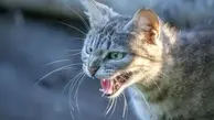 حمله وحشتناک گربه عصبانی به طلافروشی! | رفته توی ویترین طلاها رو میدزده! + ویدئو